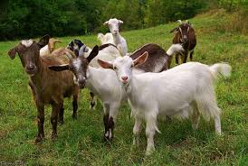 Goat Farming