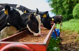 Animal Feed
