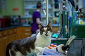 Veterinary Care
